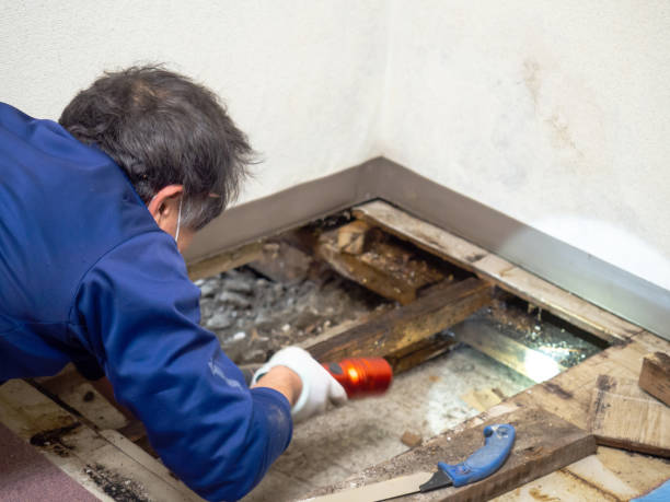 Best Mold Remediation Experts  in Reamstown, PA