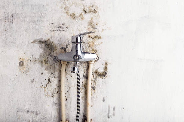 Best Same-Day Mold Removal  in Reamstown, PA