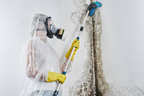 Best Emergency Mold Removal  in Reamstown, PA