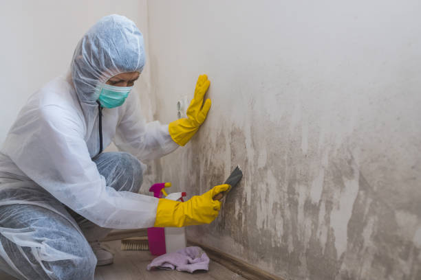 Best Certified Mold Removal  in Reamstown, PA