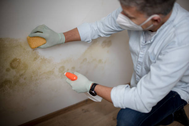 Best Mold Damage Repair  in Reamstown, PA