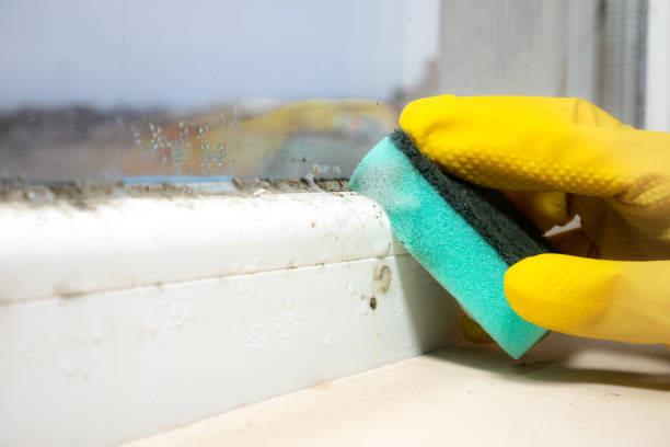 Best Local Mold Removal Service  in Reamstown, PA