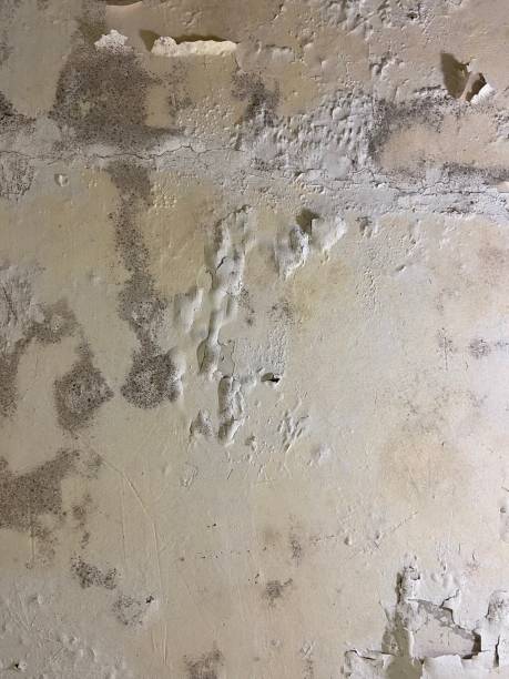 Best Mold Removal Specialists  in Reamstown, PA