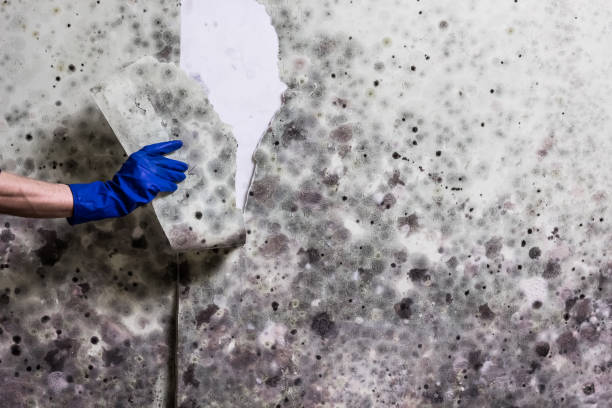 Best Commercial Mold Removal  in Reamstown, PA